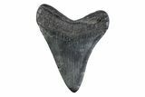 Fossil Megalodon Tooth - South Carolina #362172-1